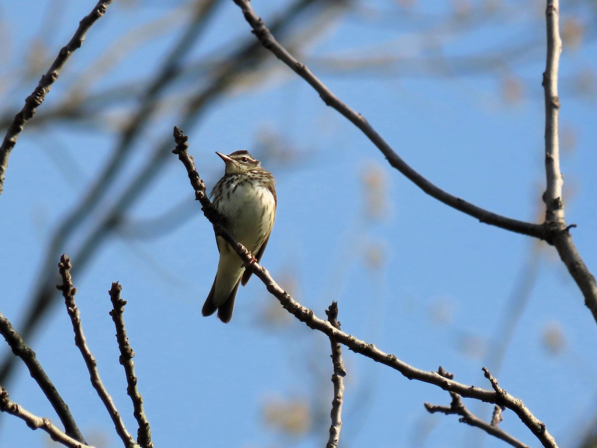 Louisiana Waterthrush - ML618049229