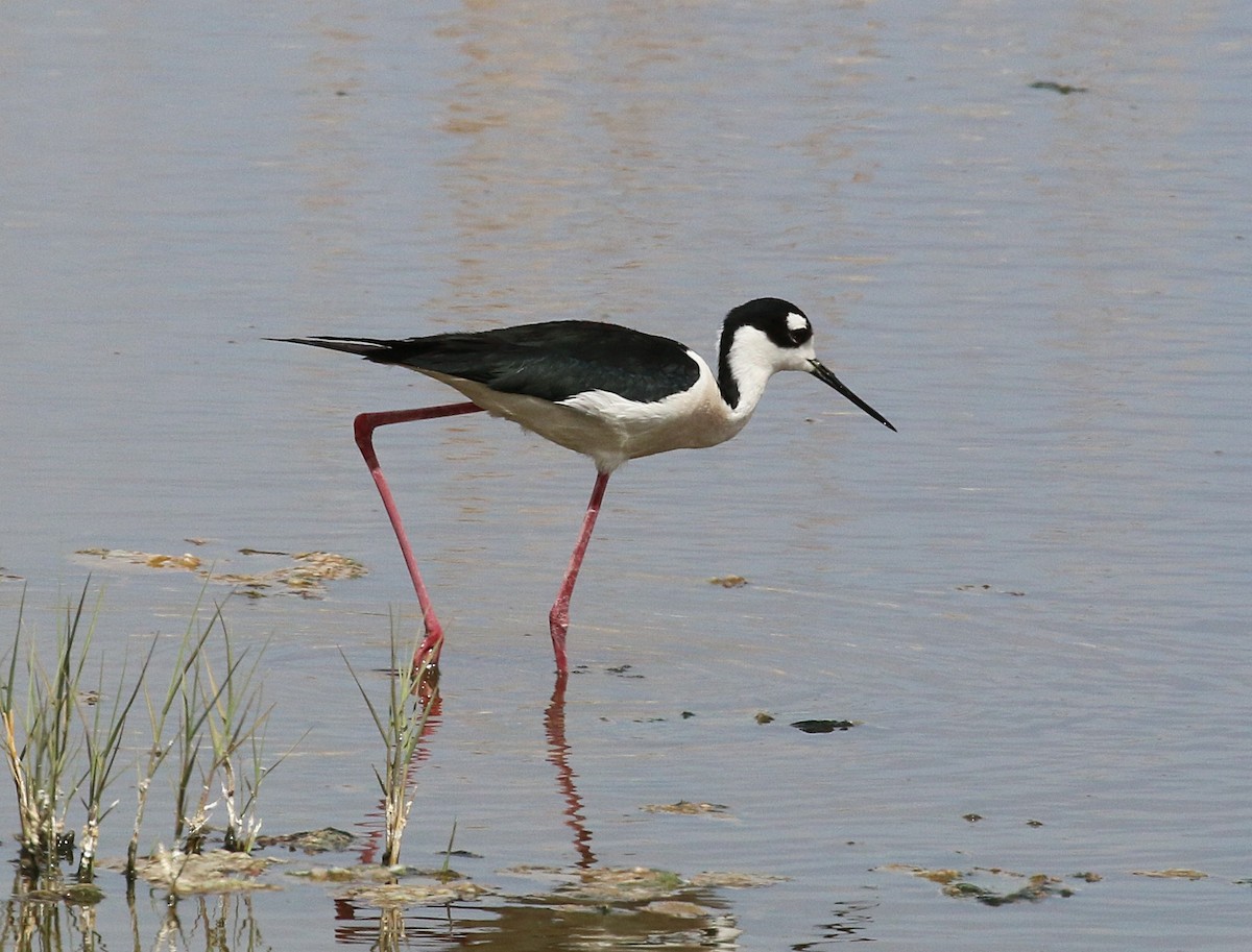 Black-necked Stilt - ML618049256