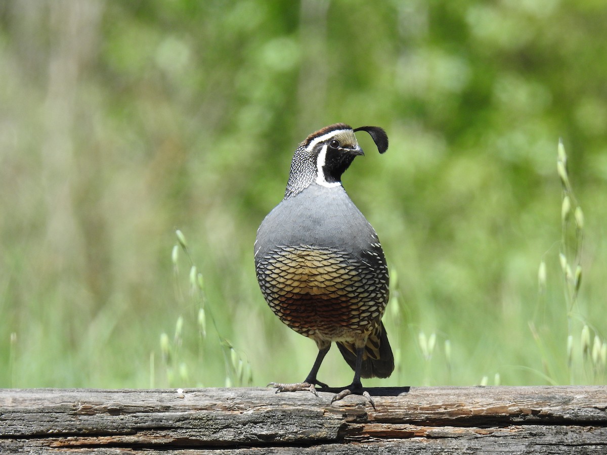 California Quail - ML618049258