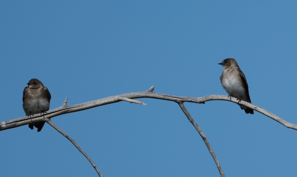 Northern Rough-winged Swallow - ML618049259