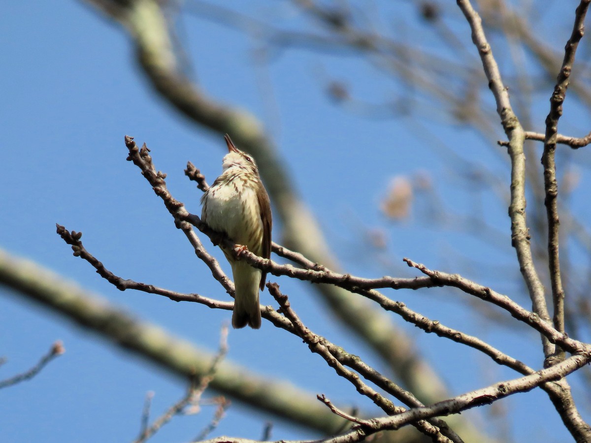 Louisiana Waterthrush - ML618049261