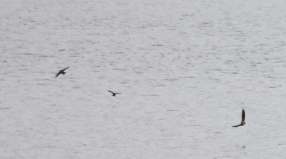 swallow sp. - Tom and Janet Kuehl