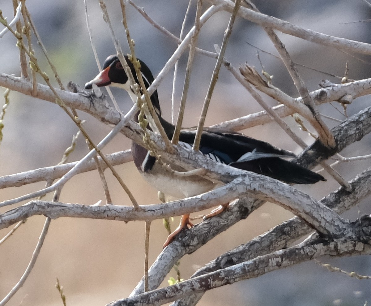 Wood Duck - ML618049288