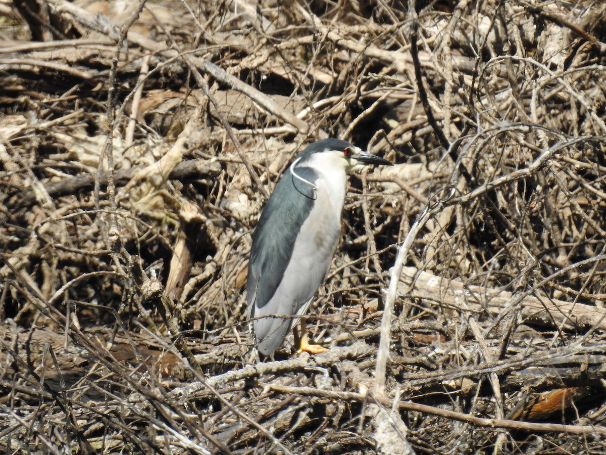 Black-crowned Night Heron - ML618049292