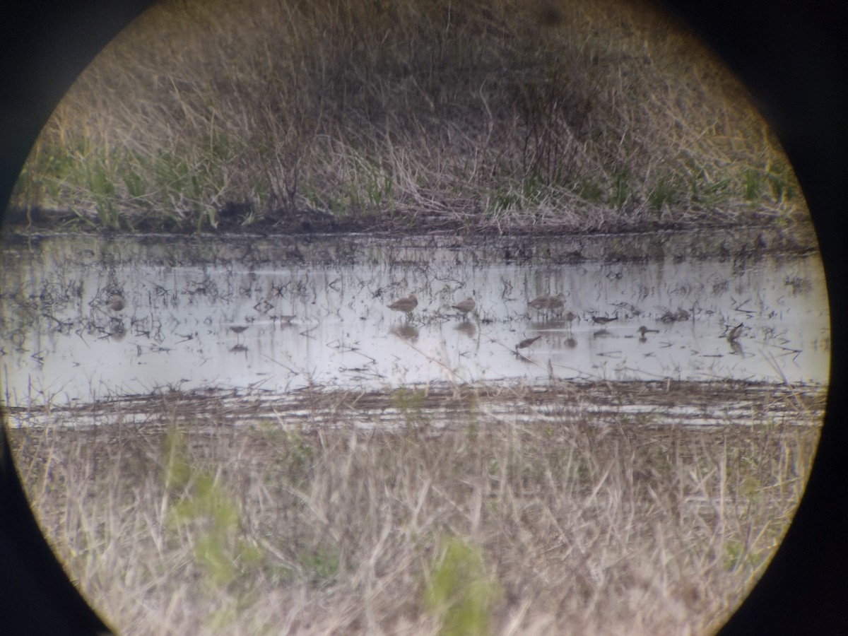 Marbled Godwit - ML618049300