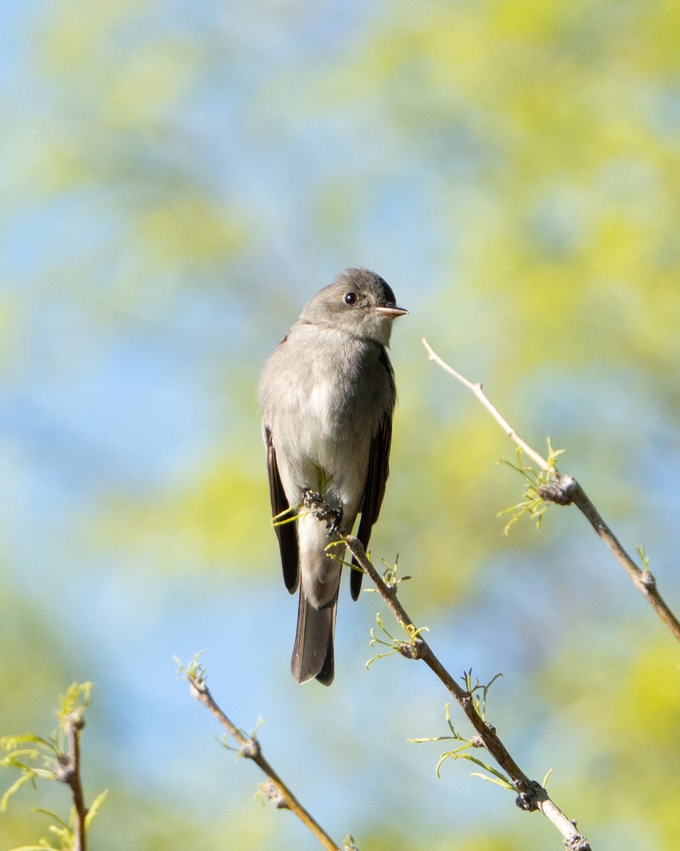 Western Wood-Pewee - ML618049321