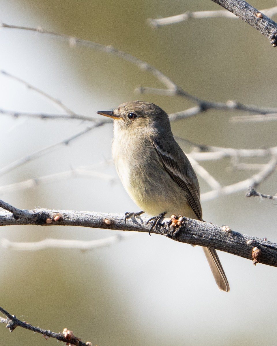 Gray Flycatcher - ML618049341