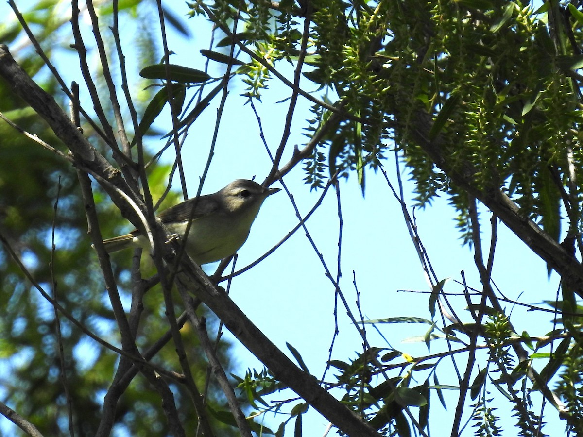 Ötücü Vireo - ML618049343