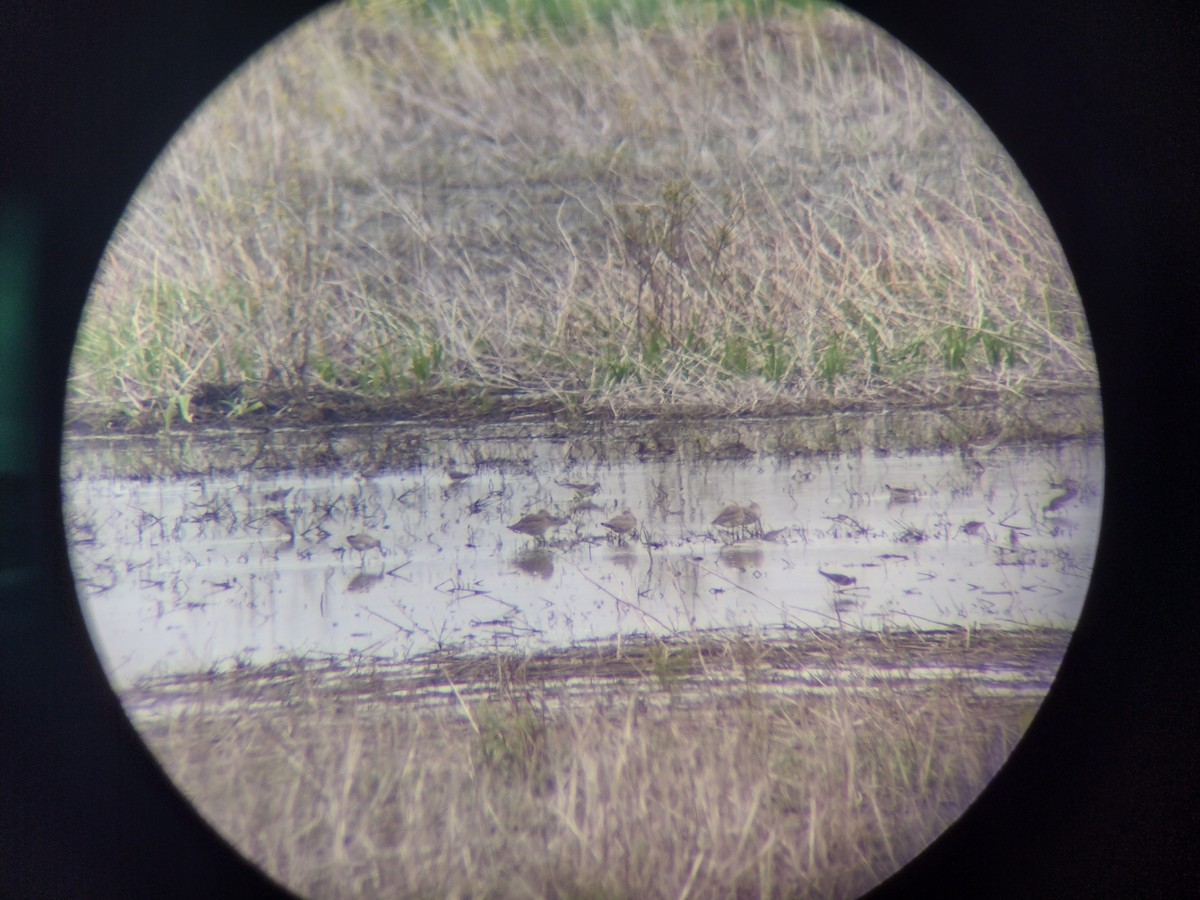 Marbled Godwit - ML618049348