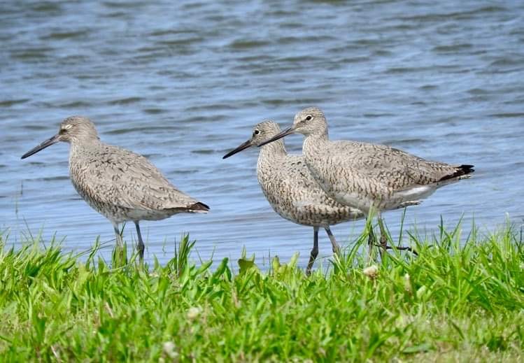 Willet - Deanna Uphoff