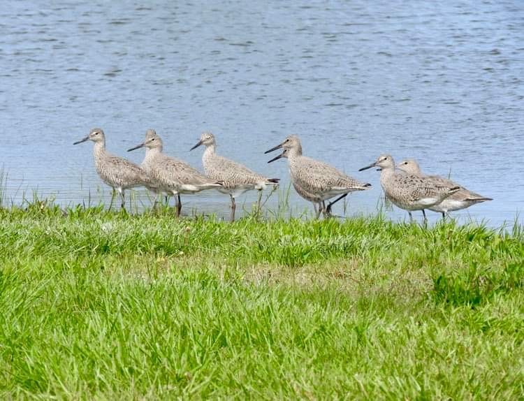 Willet - ML618049358