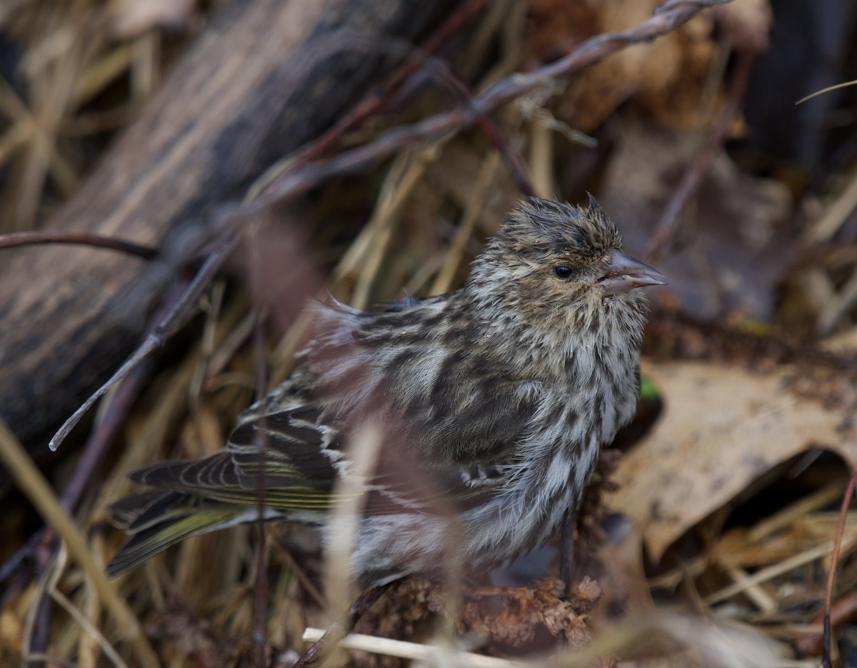 Pine Siskin - ML618049390