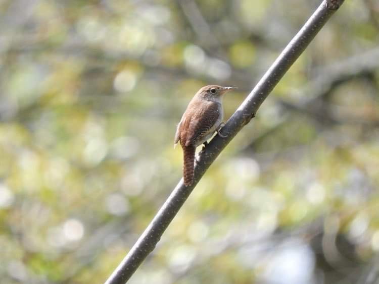 Northern House Wren - ML618049395