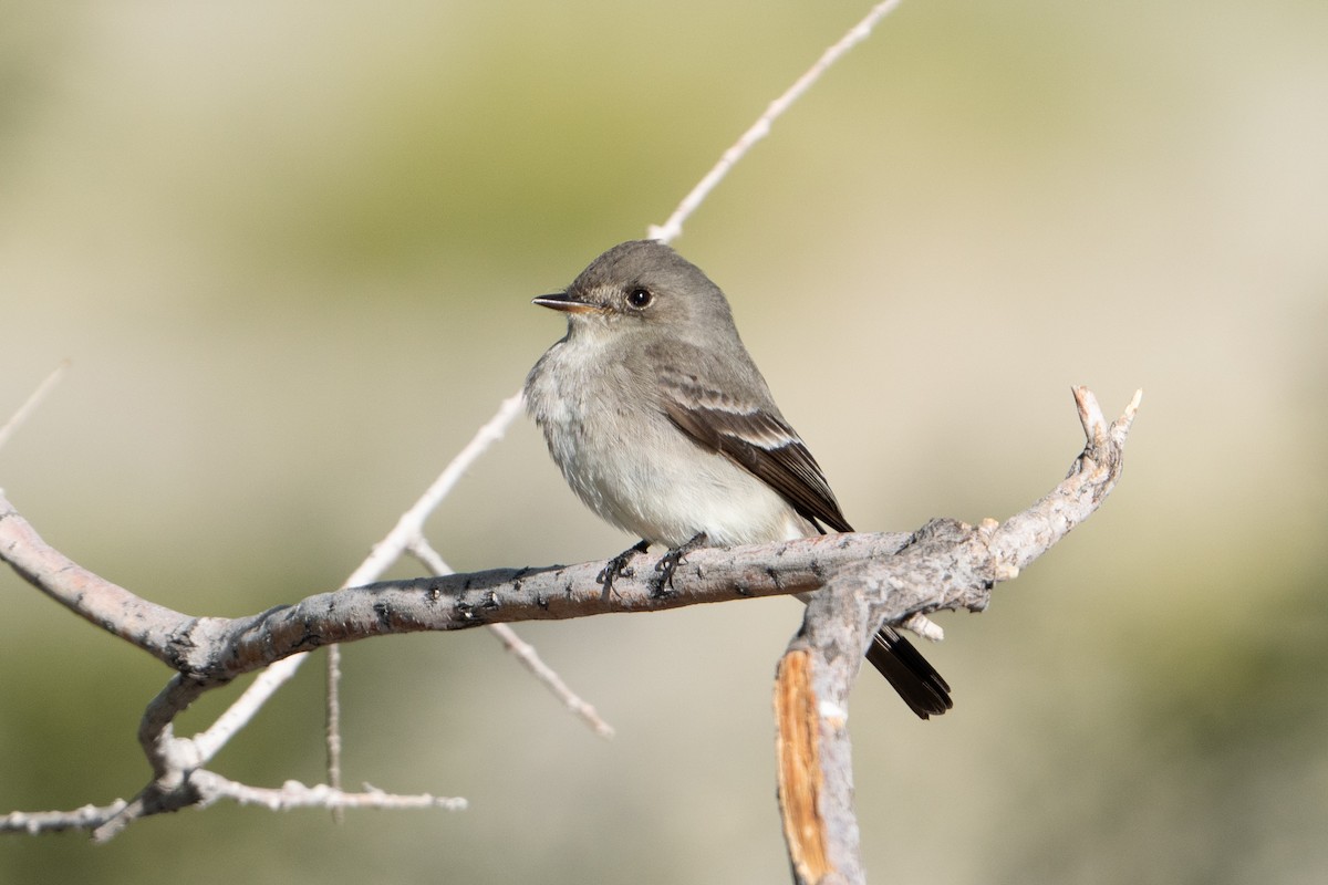 Dusky Flycatcher - ML618049399