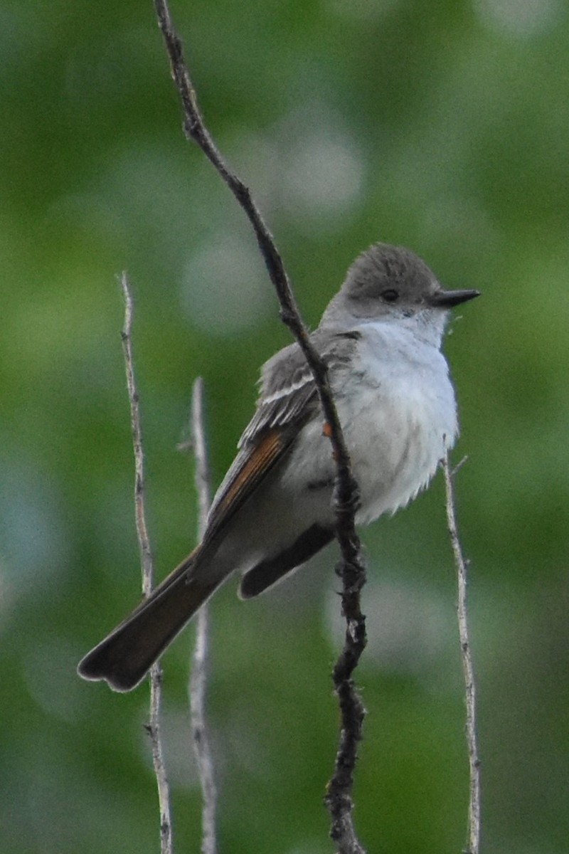 Ash-throated Flycatcher - ML618049404