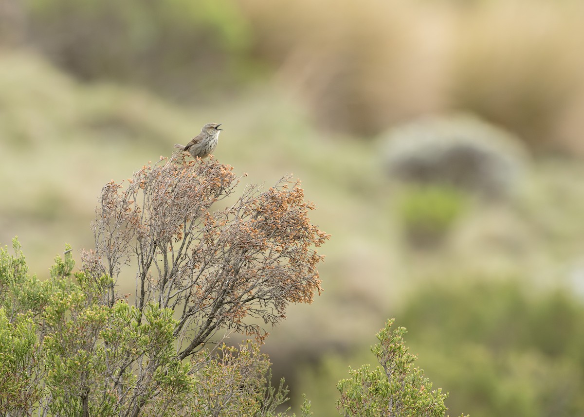 Drakensberg Prinia - ML618049411