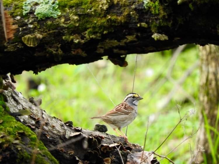 White-throated Sparrow - ML618049418