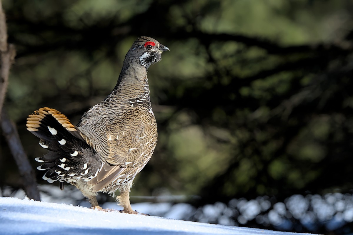 Spruce Grouse - Andy Bankert