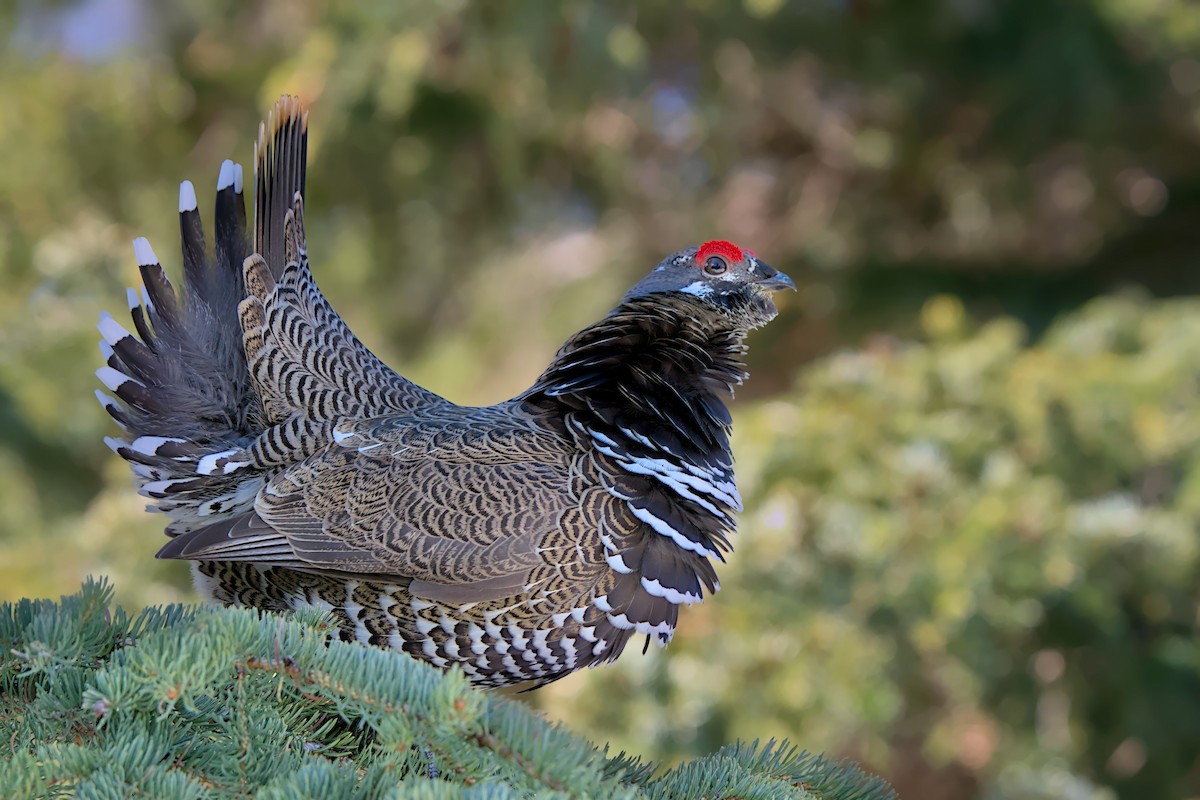 Spruce Grouse - Andy Bankert