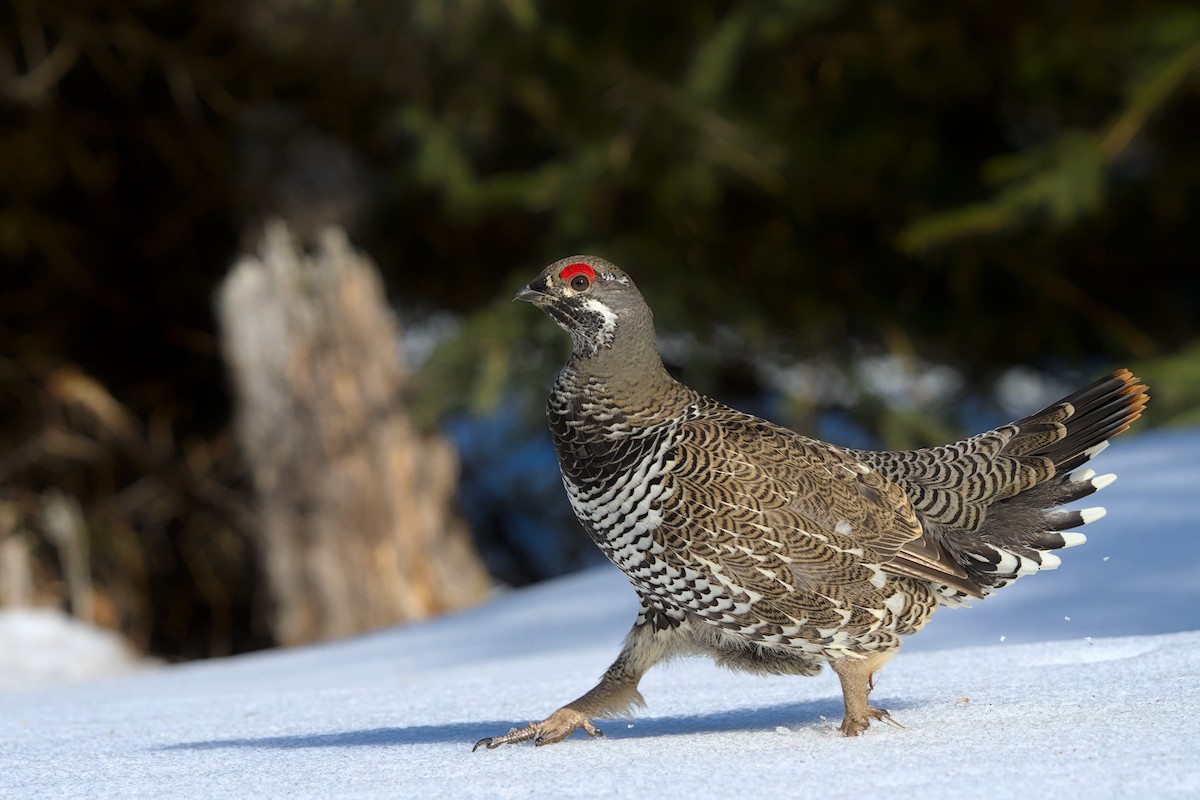 Spruce Grouse - Andy Bankert