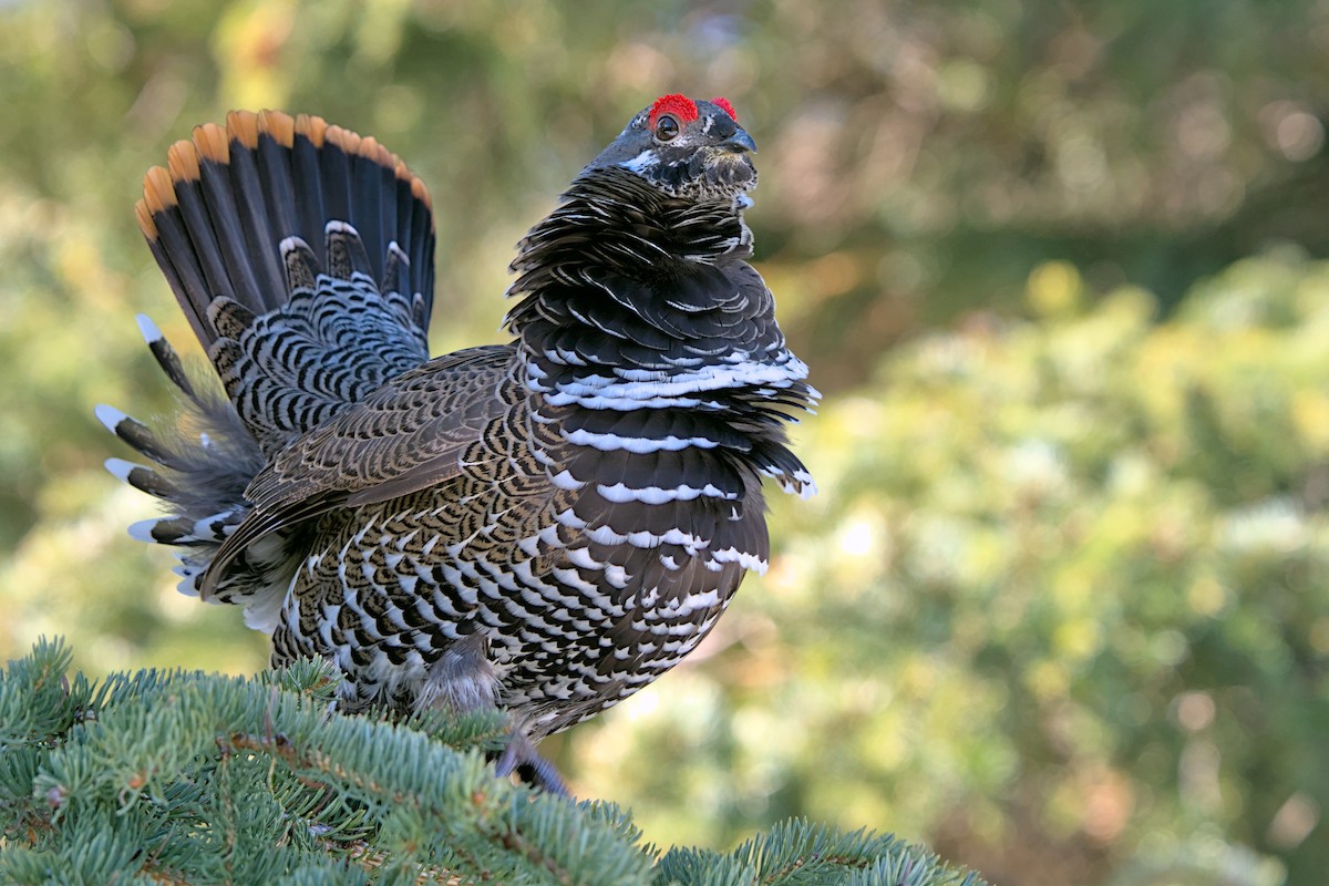 Spruce Grouse - Andy Bankert