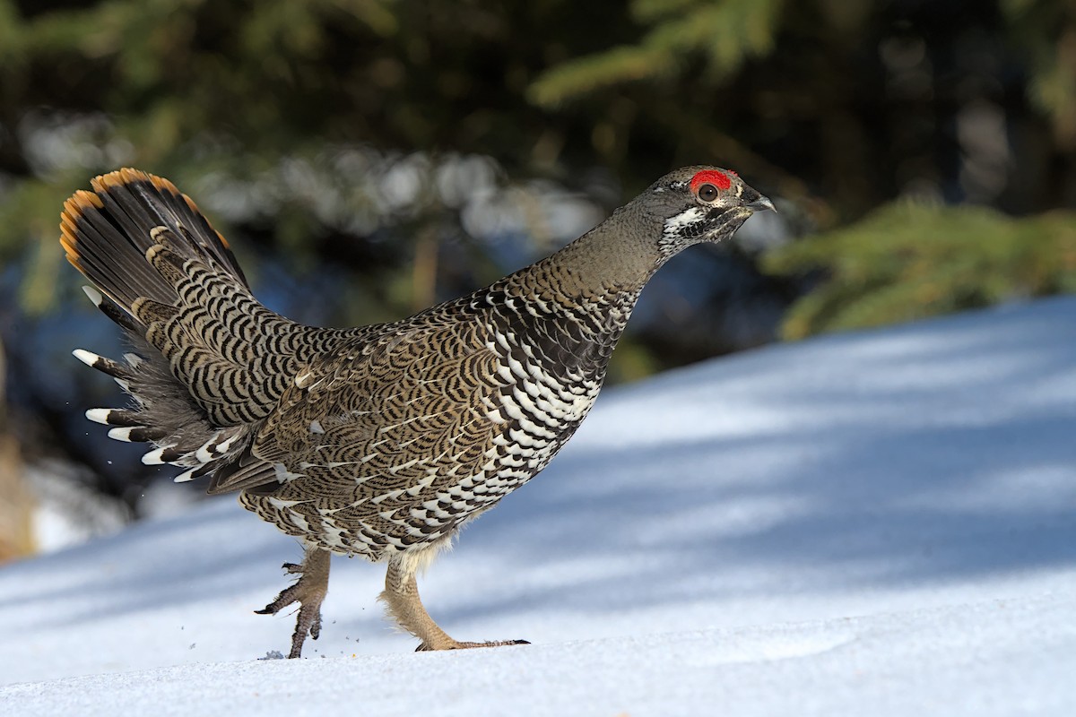 Spruce Grouse - Andy Bankert