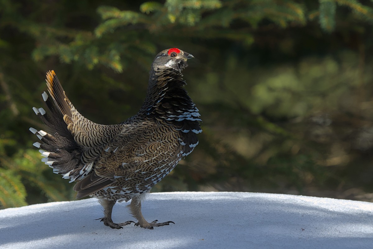 Spruce Grouse - Andy Bankert