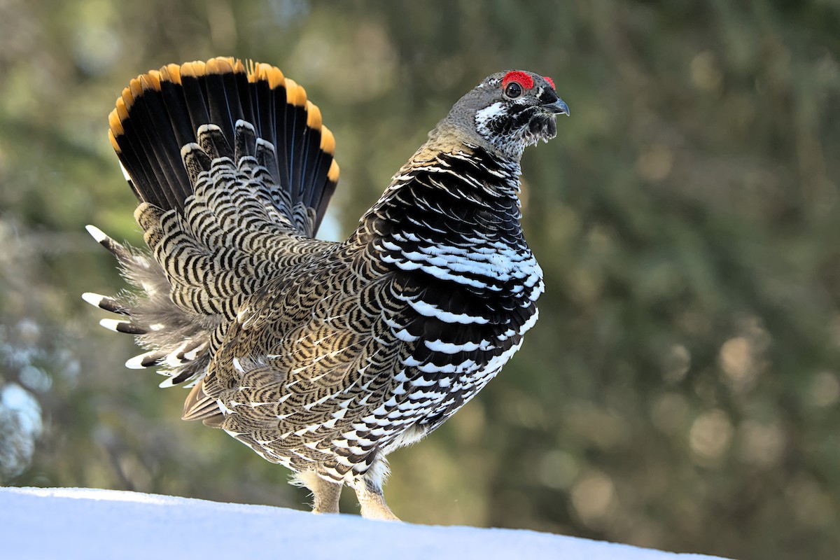 Spruce Grouse - Andy Bankert