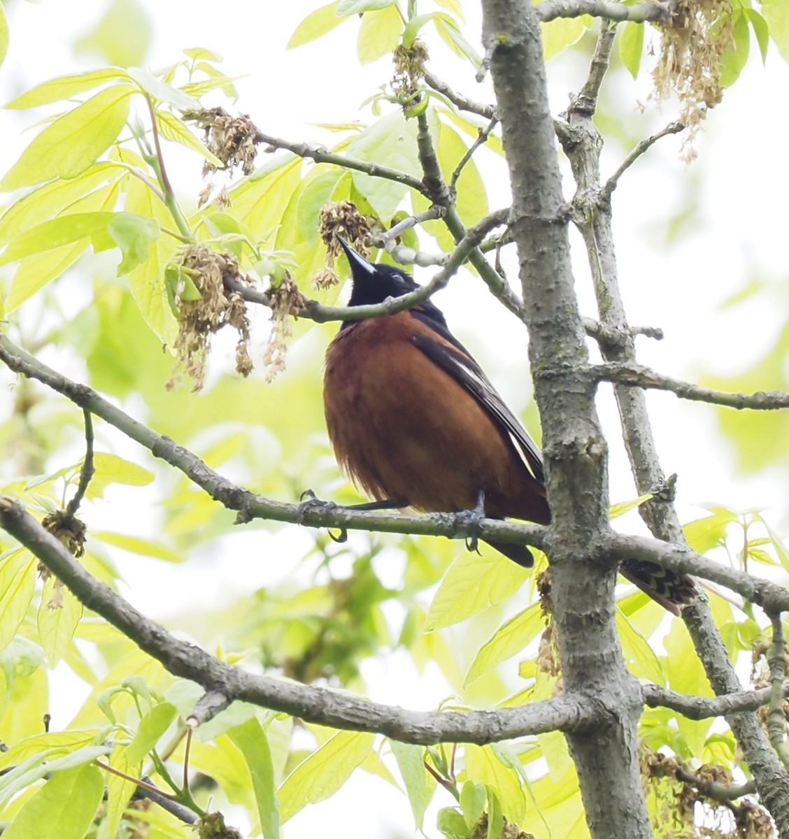 Orchard Oriole - ML618049453