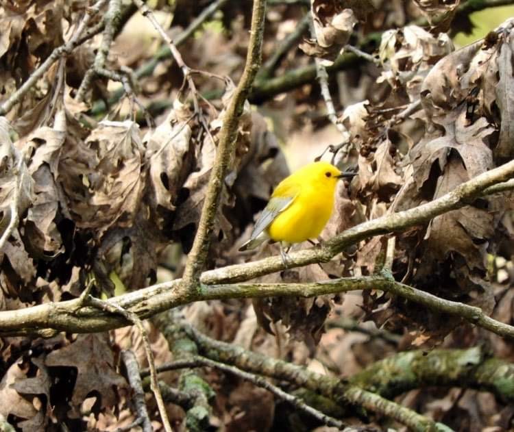 Prothonotary Warbler - Deanna Uphoff