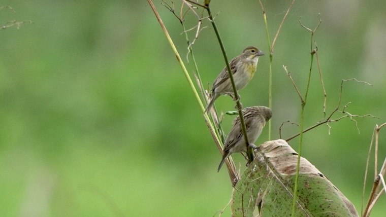 Dickcissel - Fernando  Guerrero Chavarria