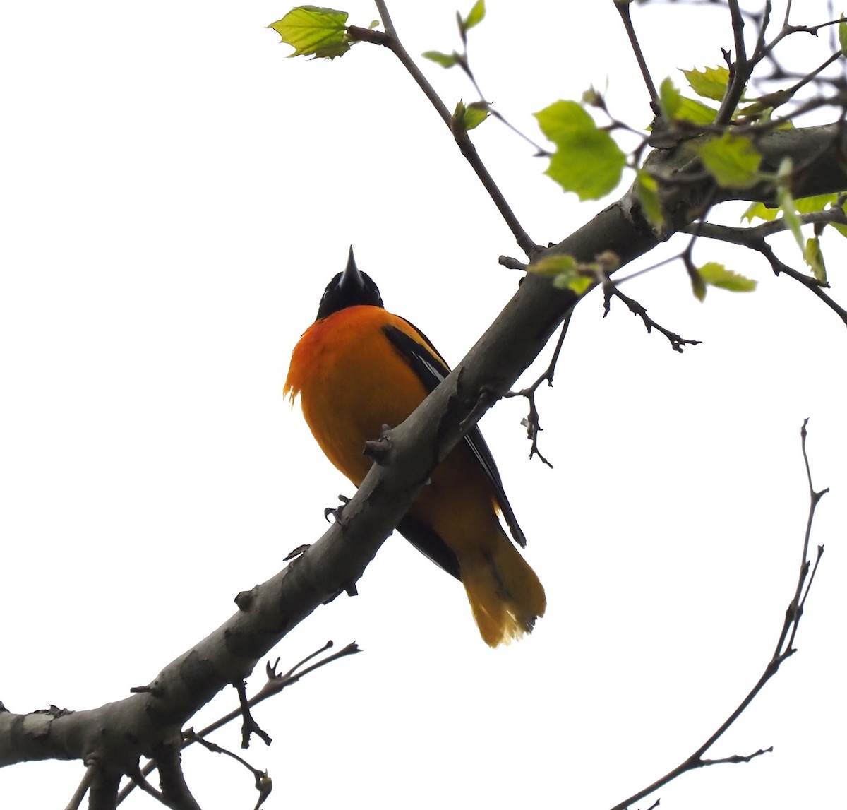 Baltimore Oriole - ML618049478