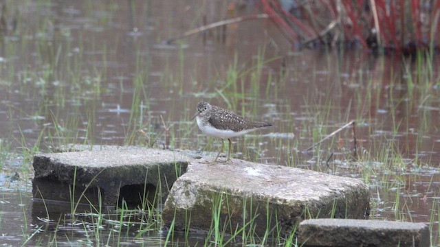 Solitary Sandpiper - ML618049479