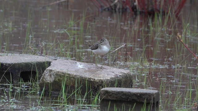 Chevalier solitaire - ML618049480