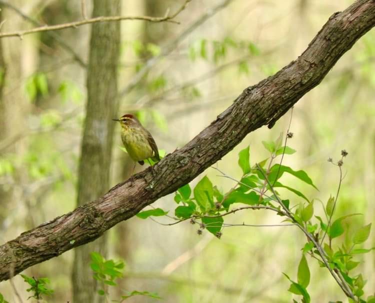 Palm Warbler - ML618049490