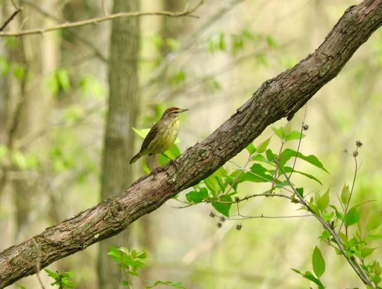 Palm Warbler - ML618049491