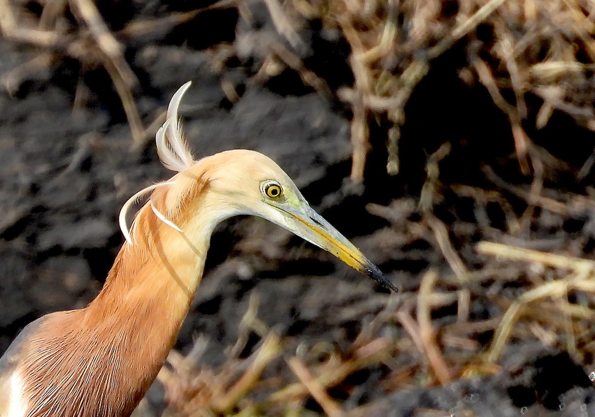 Javan Pond-Heron - ML618049501