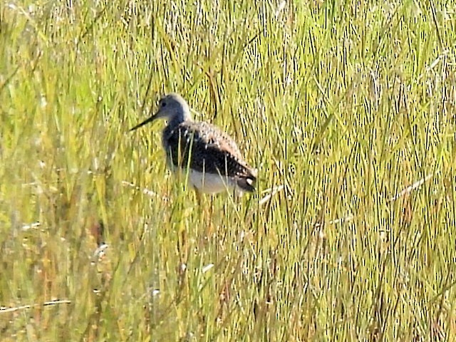 Greater Yellowlegs - ML618049504