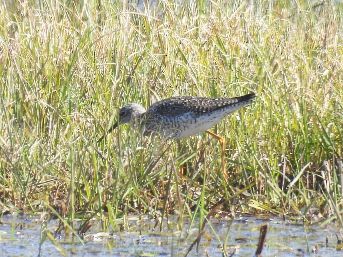 Greater Yellowlegs - ML618049509