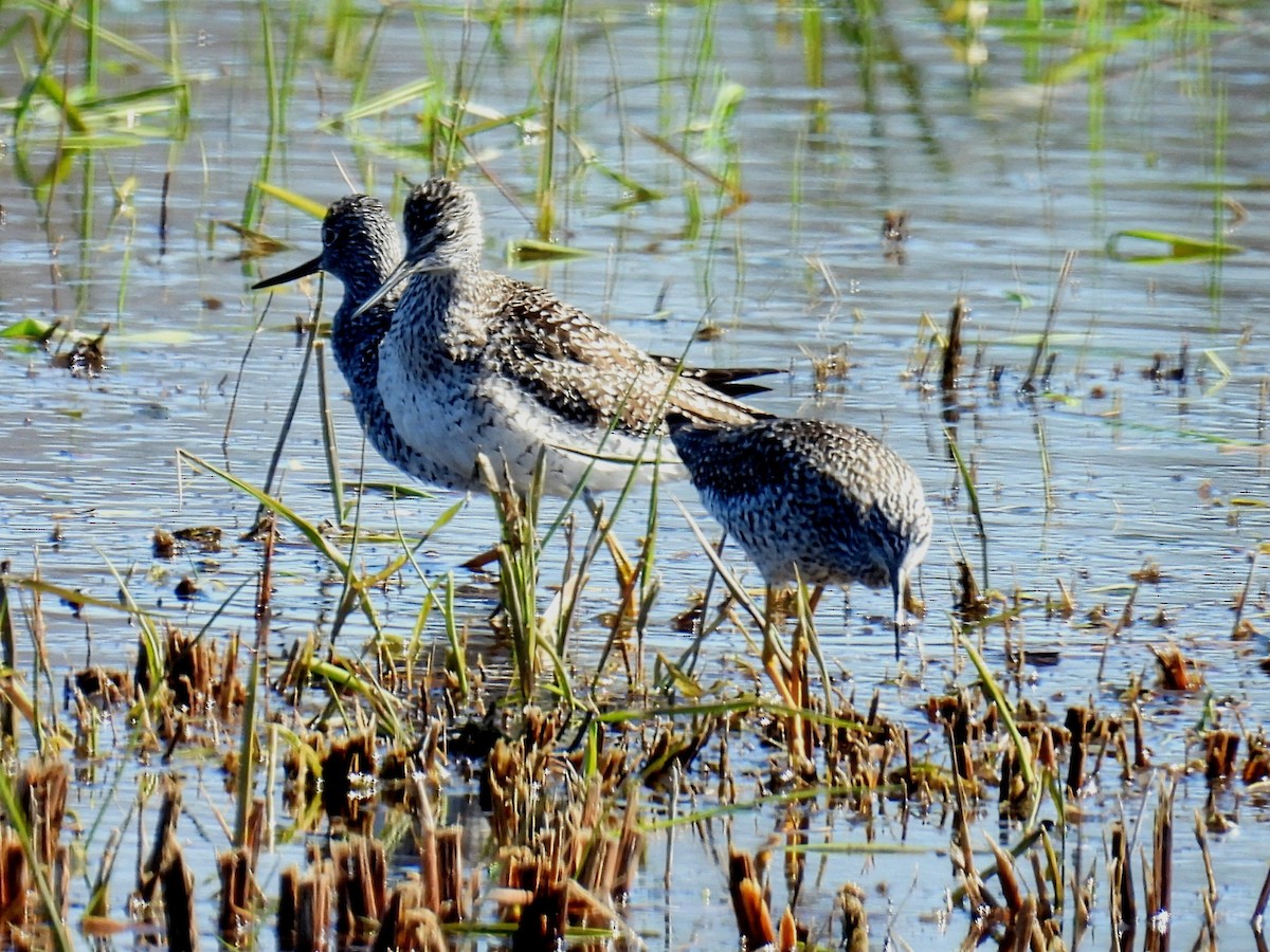 Greater Yellowlegs - ML618049510