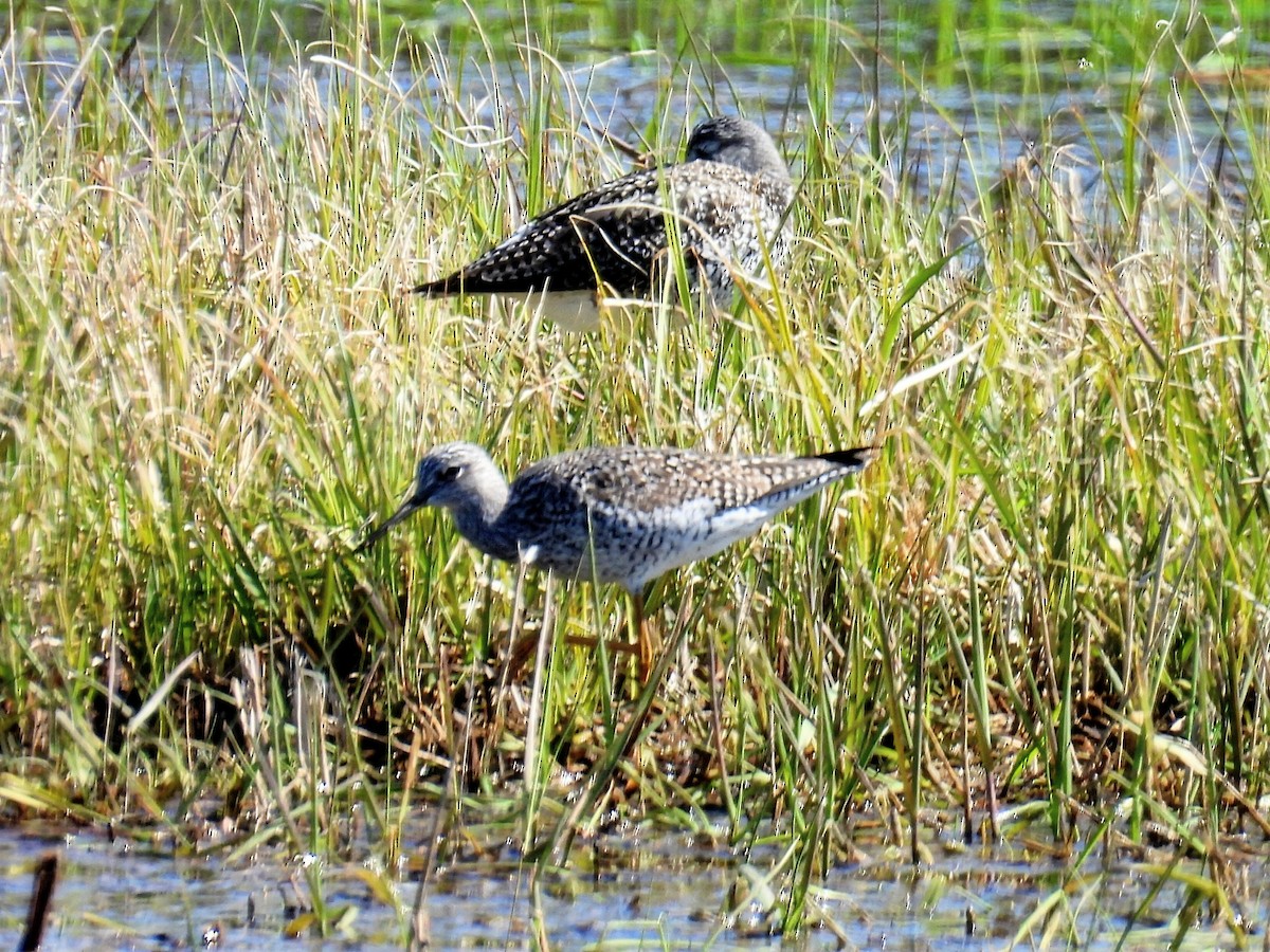 Greater Yellowlegs - ML618049512