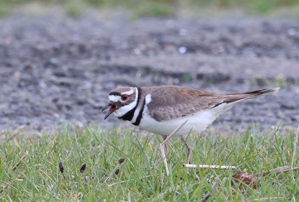 Killdeer - ML618049517