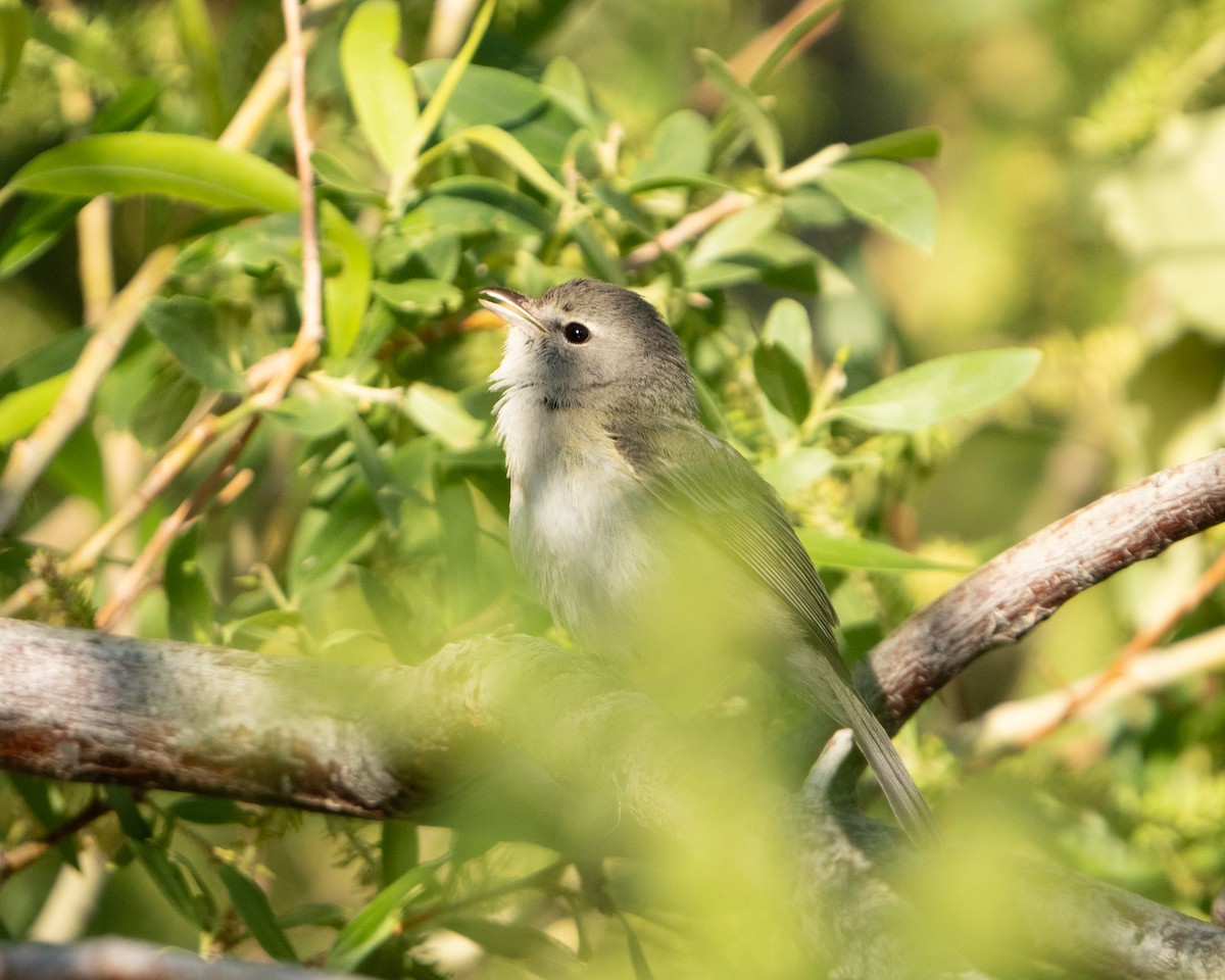 Bell's Vireo - ML618049532