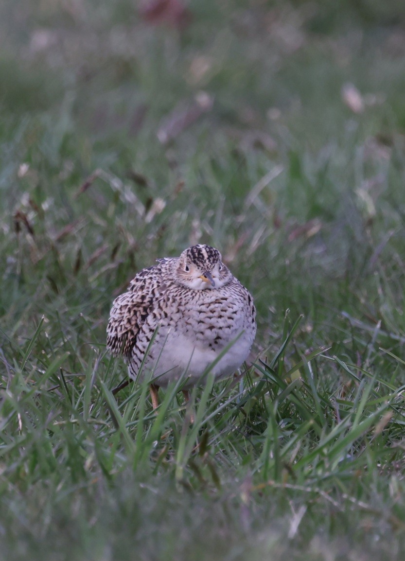 Upland Sandpiper - ML618049534