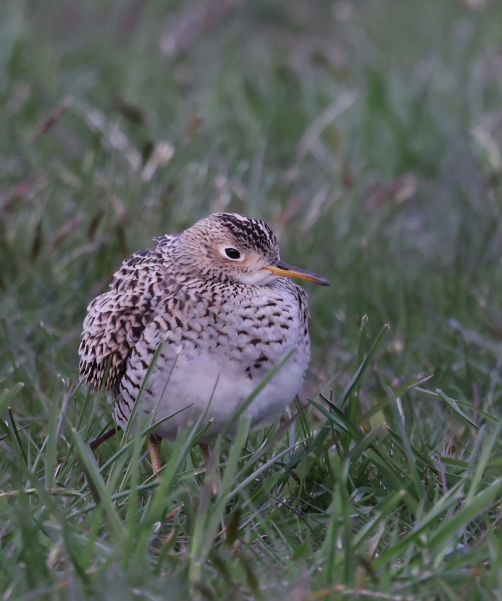 Upland Sandpiper - ML618049541