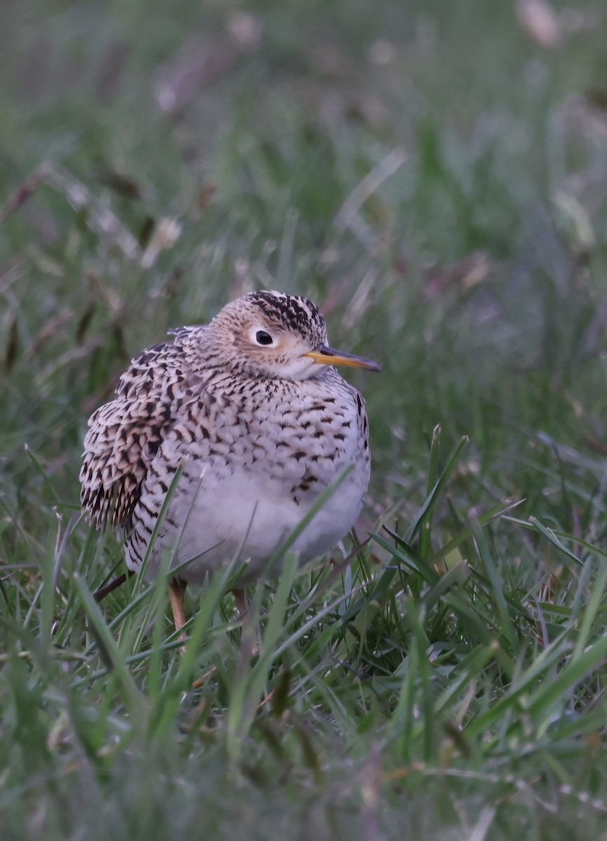 Upland Sandpiper - ML618049542