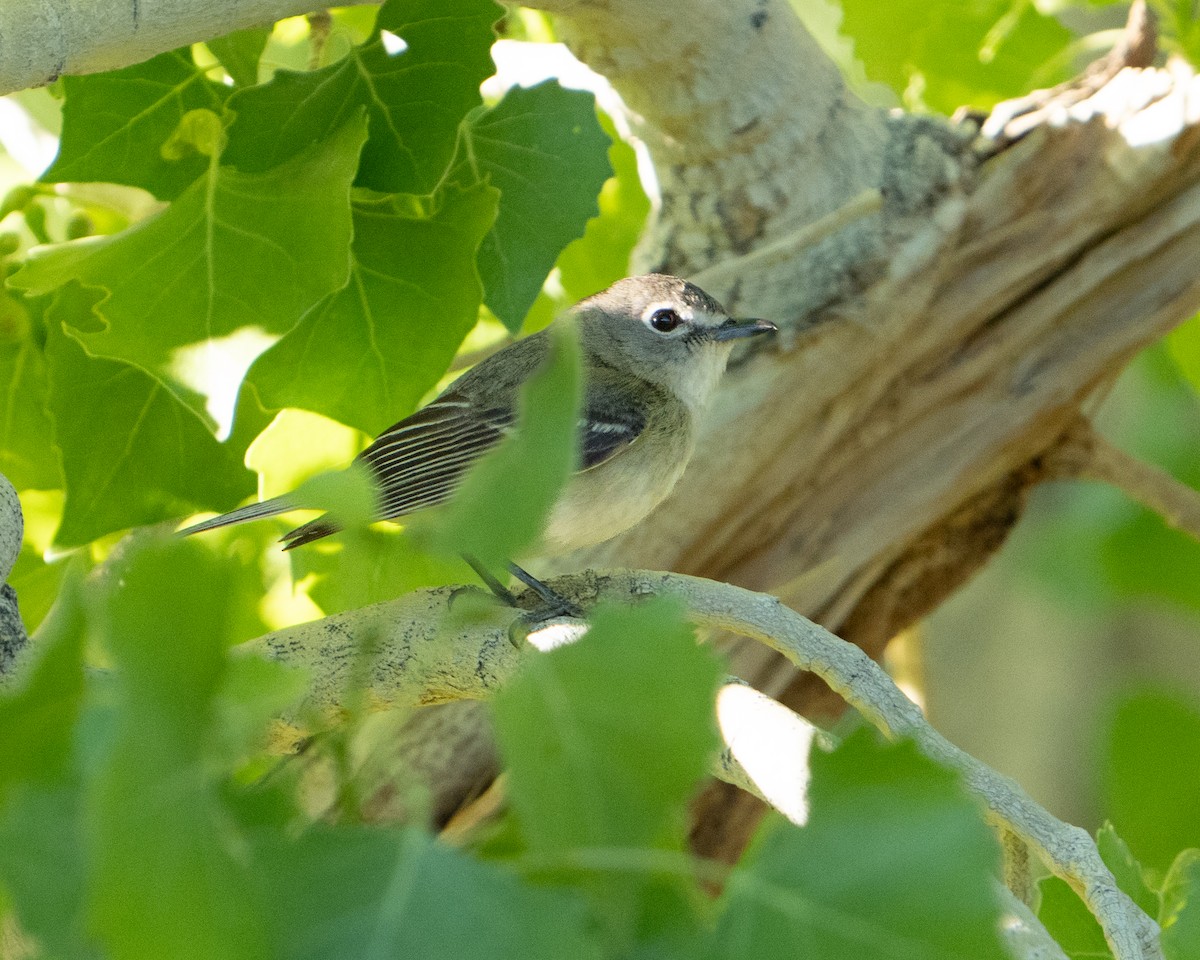 Cassin's Vireo - ML618049548