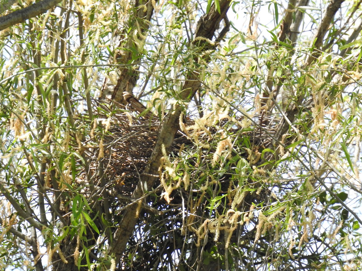 Cooper's Hawk - ML618049549