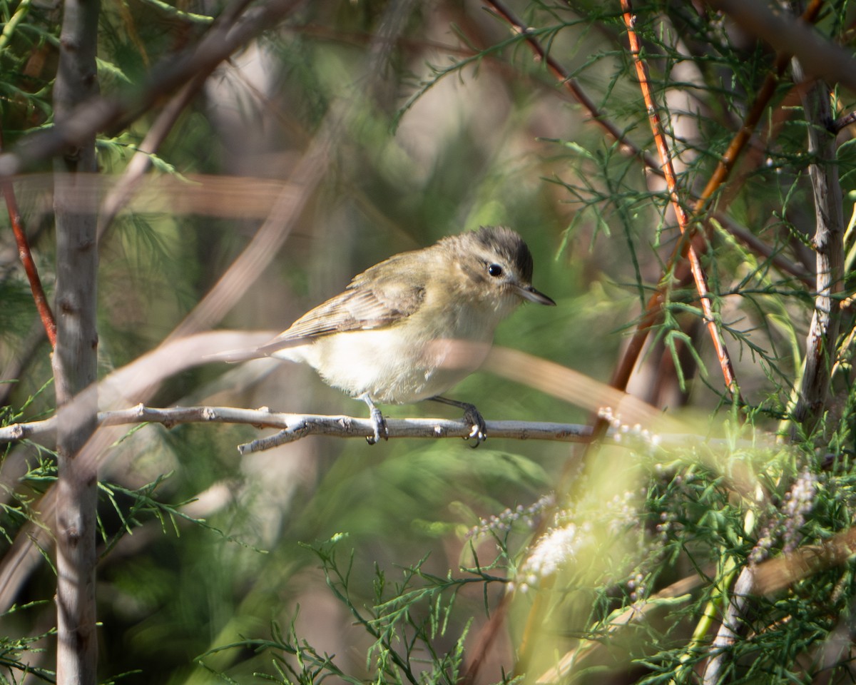 Warbling Vireo - ML618049575