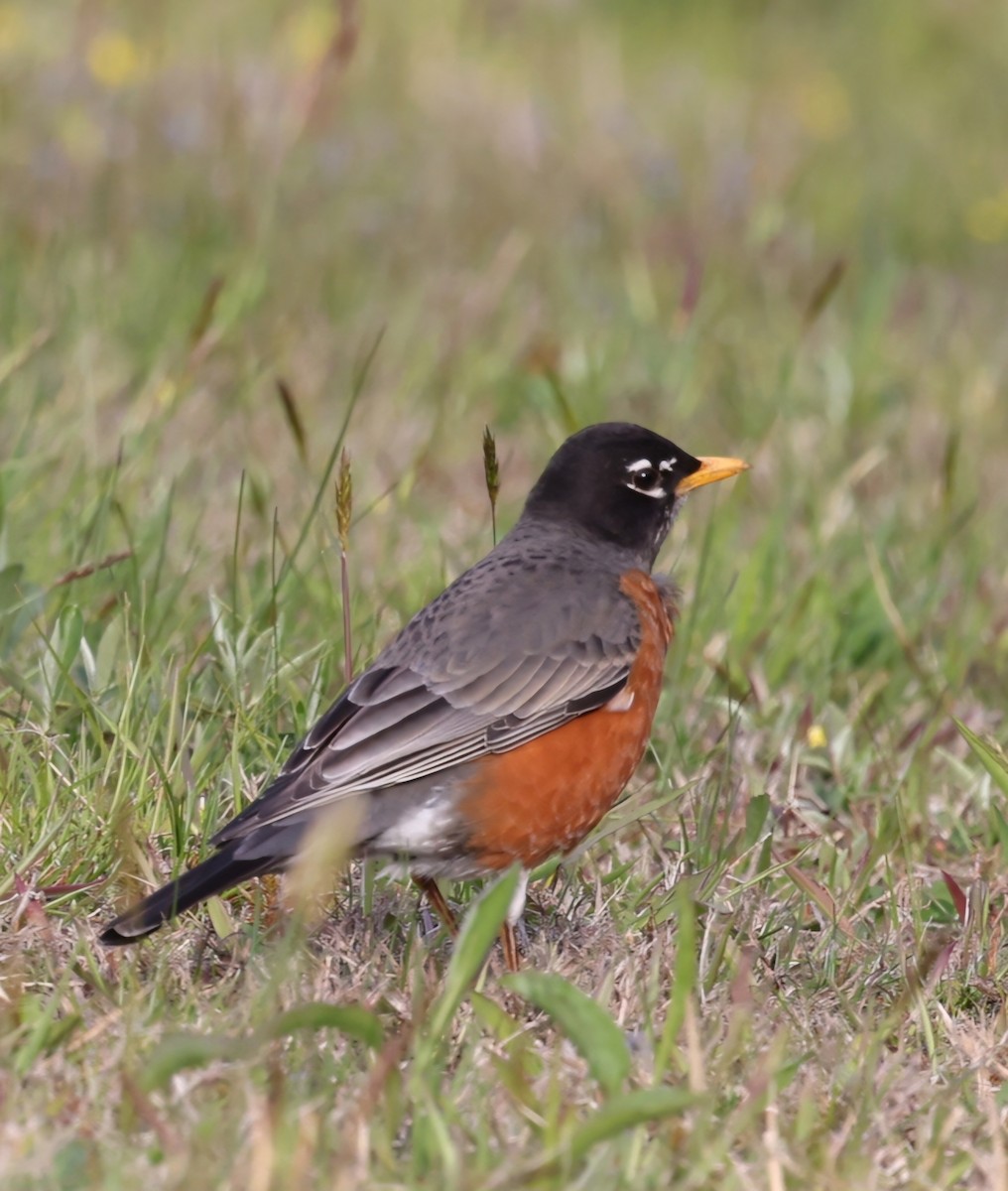 American Robin - ML618049603